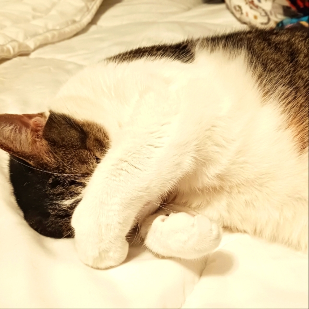 Meet your Posher, Bee